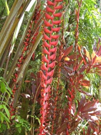 Tropical Plant Hawaii